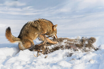 Coyotes (Canis latrans) Puts Paw on Deer Carcass and Bites Down Winter