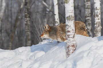 Coyote (Canis latrans) Stands Behind Birch Tree Staring to Left Winter