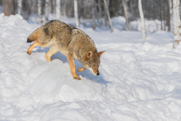 Coyote (Canis latrans) Walks Down Pile of Snow to Right Winter