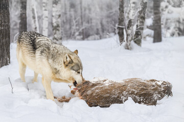 Grey Wolf (Canis lupus) Takes a Bite Out of White-Tail Deer Carcass Winter
