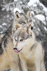 Grey Wolf (Canis lupus) Looks Over Head of Second Wolf With Tongue Out Winter