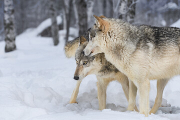 Grey Wolves (Canis lupus) Look Out and Left Winter
