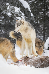 Grey Wolves (Canis lupus) Mill Around Deer Carcass One Stands on Top Winter