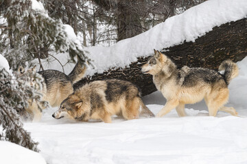 Three Grey Wolves (Canis lupus) Step Into Pines Tree In Front Downed Tree Trunk Winter