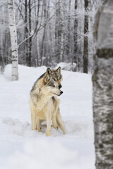Grey Wolf (Canis lupus) Looks Out After Mounting Packmate Winter