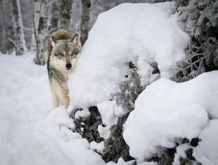 Grey Wolf (Canis lupus) Peers Out From Behind Snow Covered Pine Winter