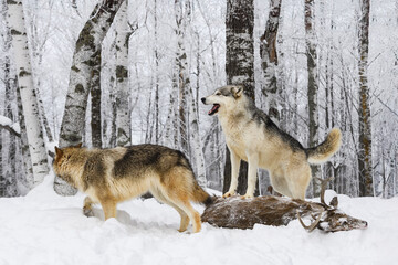 Grey Wolf (Canis lupus) Stands Atop Deer Carcass While Packmate Walks By Winter
