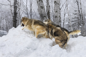 Grey Wolves (Canis lupus) Race to Top of Pile of Snow Winter