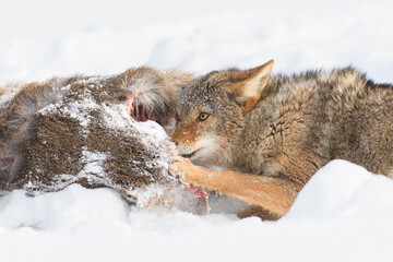 Coyotes (Canis latrans) Looks Up While Pawing and Chewing on Deer Hindquarters Winter