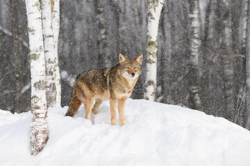 Coyote (Canis latrans) Stands Near Birches Looking Out During Snowfall Winter