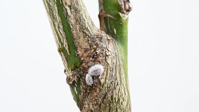 Mealybug infestation on citrus tree leaves, macro video