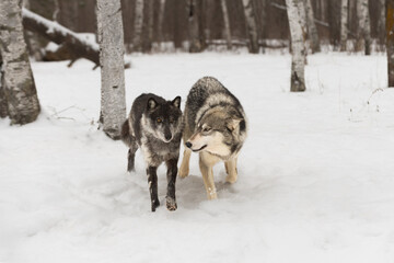 Grey Wolf (Canis lupus) Run Together Between Birch Trees Winter