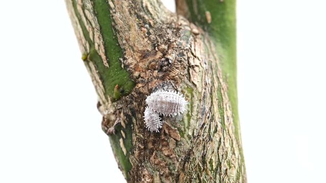 Mealybug infestation on citrus tree leaves, macro video