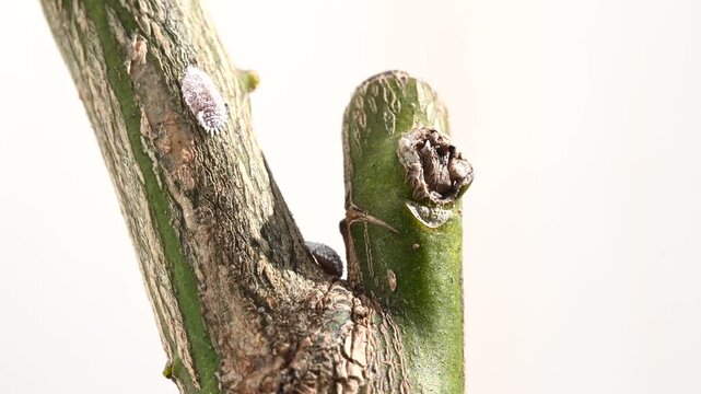 Mealybug infestation on citrus tree leaves, macro video