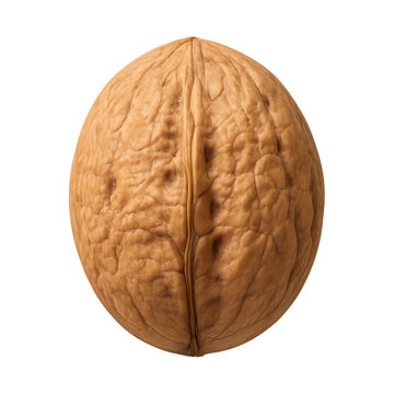PNG Realistic walnut shell image