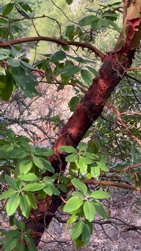 Pacific madrone tree with red peeling bark
