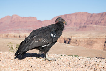 Fototapeta premium A juvenile California Condor, a critically endangered species, is being released into the wild near the Grand Canyon in Arizona.