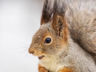 Obraz premium The squirrel sits on white snow