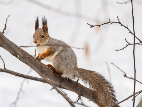 Portrait of a squirrel on a tree trunk
