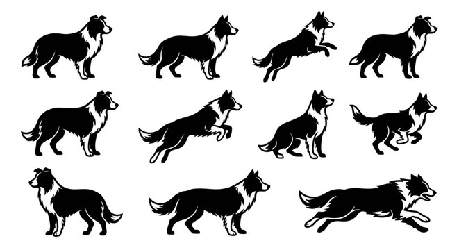 Border collie dog silhouette vector set. Collection of black and white animal jumping, running, standing and walking. Breed symbol for logo or agility club design.