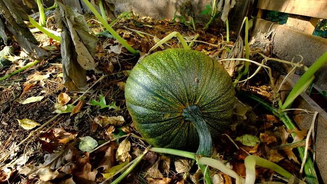 Close up of unripe or green or unmatured pumpkin after first frost killed plant that has been growing on the pile of chicken waste