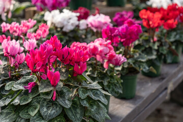 Naklejka premium Cyclamen plants with colorful blooms on sale at greenhouse for Valentine’s Day