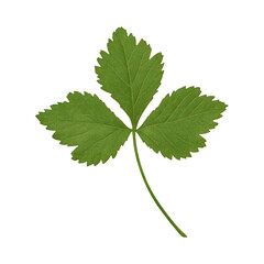 Fototapeta premium PNG Green leaf with three lobes