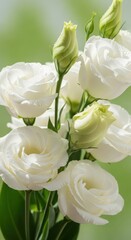 Obraz premium Elegant White Lisianthus Flowers in Full Bloom - A Floral Masterpiece.