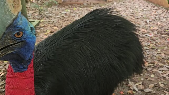 A cassowary with shaggy black feathers and a striking blue and red neck standing calmly in a zoo enclosure, occasionally lifting its head to look around against a backdrop of leaves and brown dirt.