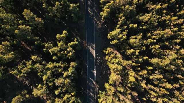 Aerial view of a road cutting through a sun-dappled forest, with tall green trees casting long shadows.