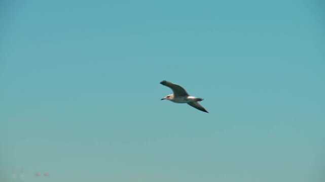 Seagull Flying with Wings Flapping