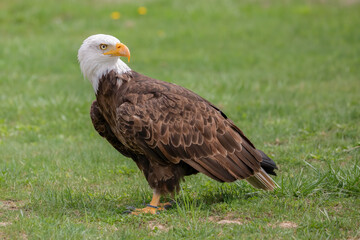 Fototapeta premium Bald Eagle Bird, Haliaeetus leucocephalus