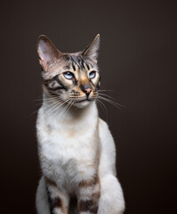 Obraz premium studio portrait of a seal lynx bengal cat on neutral background with brown color