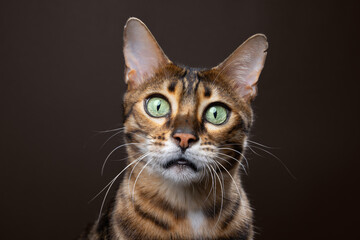 Obraz premium curious brown spotted Bengal cat with a funny surprised expression on neutral background
