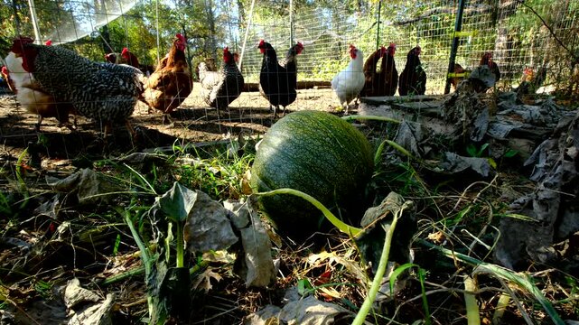 Close up of unripe or green or unmatured pumpkin laying on ground attached to withered plant as cage free chickens strolling in the enclosure in the background