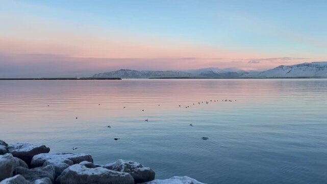 Flock of Ducks Swimming in Reykjavik Bay at Winter Sunset, Iceland