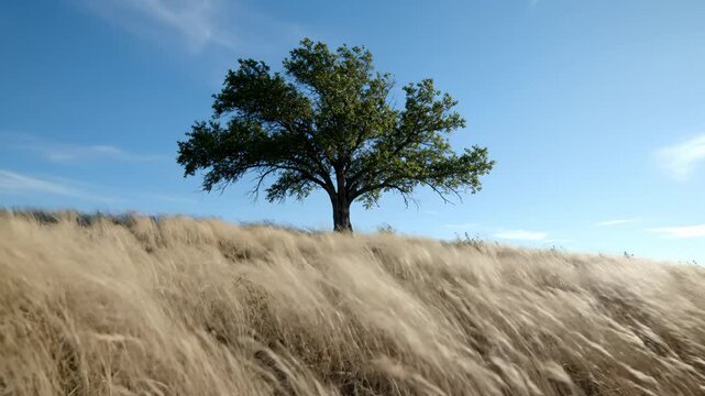 Wind Blows Through Feather Grass Field With Single Tree Silhouette on Blue Sky