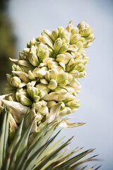 Obraz premium close up of a Joshua tree flower