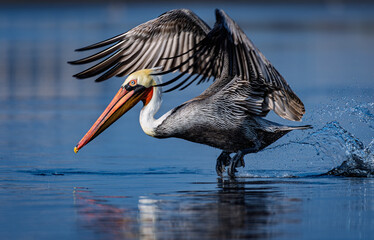 Brown Pelican Running on Water During Takeoff