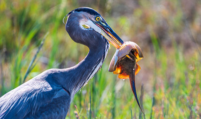 Great Blue Heron with prey