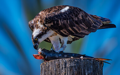 Osprey Eating Freshly Caught Fish on Wooden Post