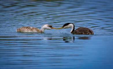 Clark&rsquo;s Grebe Feeding Chick With Fish on Open Water