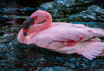 Flamingo Splashing Water During Bath
