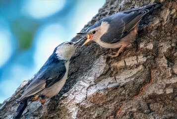 White Breasted Nuthatch Feeding Juvenile on Tree Trunk