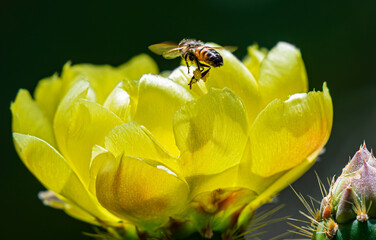 Honey Bee Hovering Over Cactus Flower Collecting Pollen