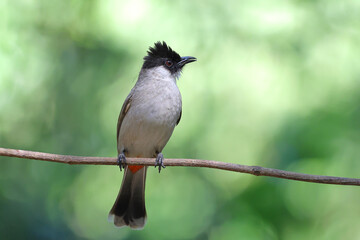 Beautiful Sooty-headed Bulbul perched on a branch in tropical forest.