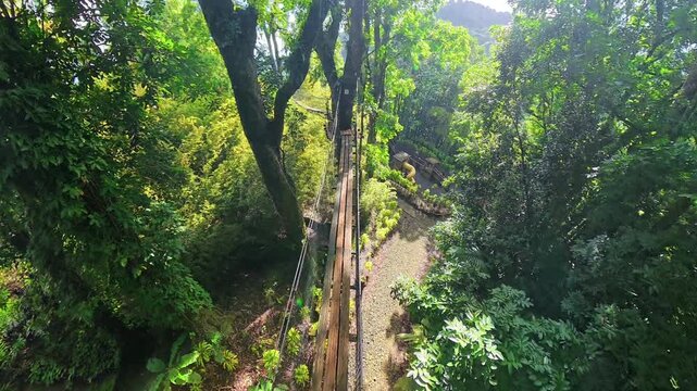 Jardin de Balata, Fort-de-France, Martinique, is a botanical garden in rainforest famous for Tibetan bridge suspended between the trees.