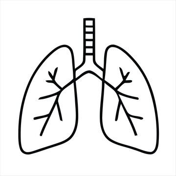 vector illustration of a human lungs