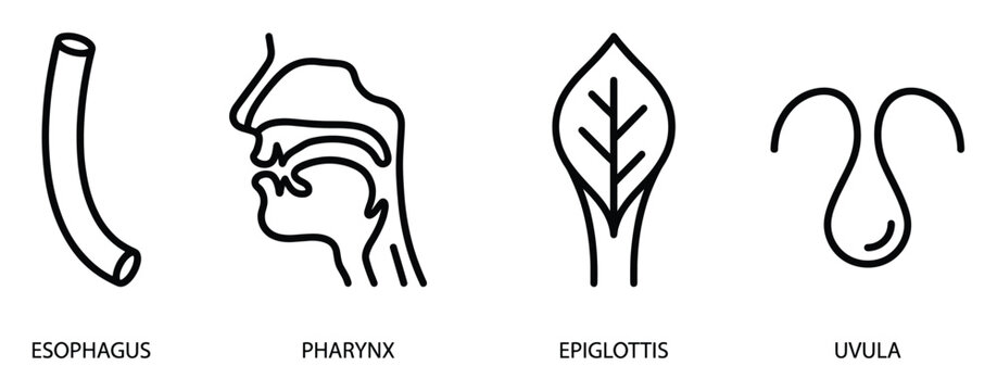 Anatomy of human throat line drawing set vector illustration with esophagus and pharynx