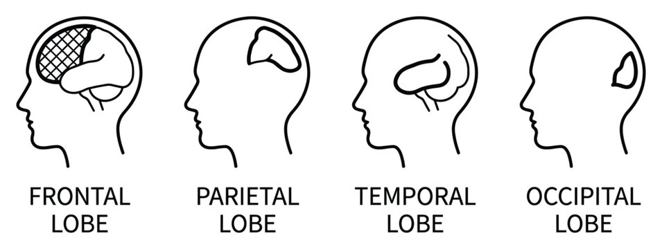 Brain lobes vector illustration brain part anatomy medical science frontal lobe parietal lobe temporal lobe